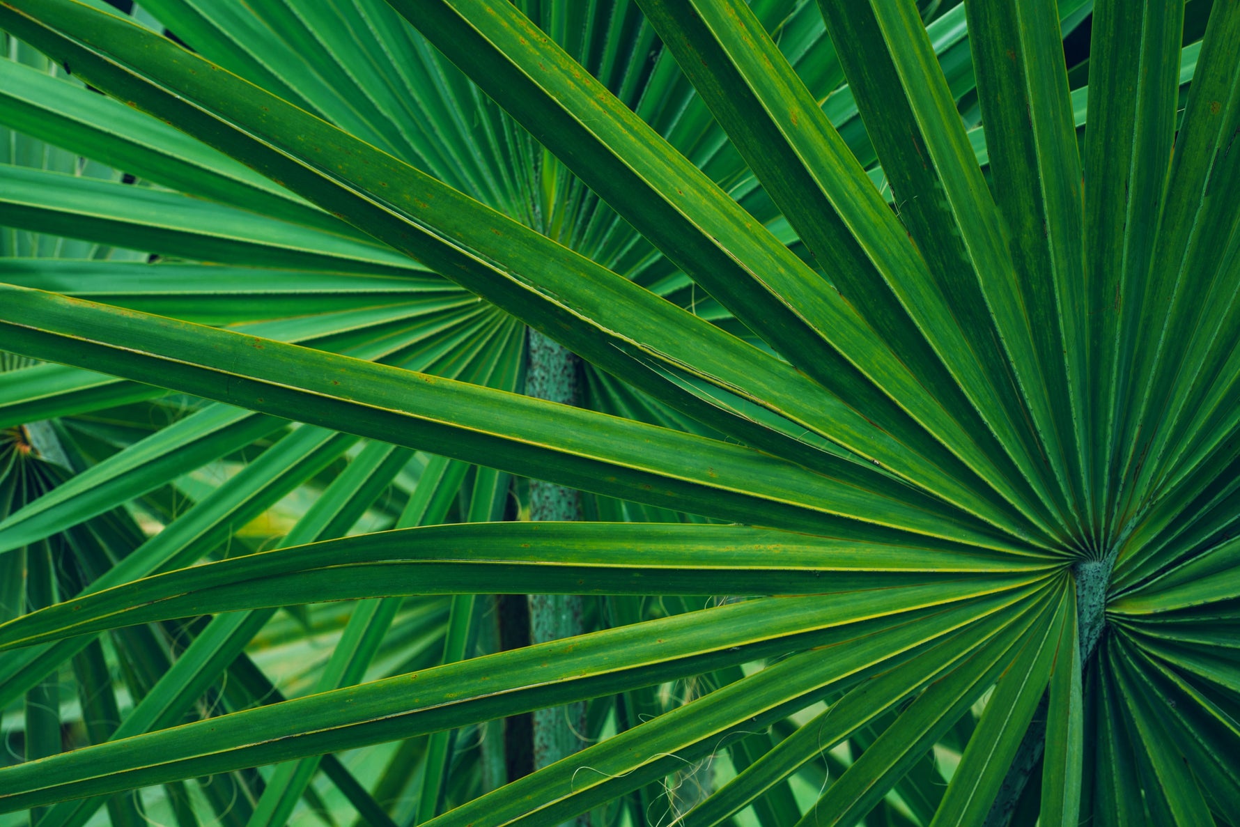Oronia Saw Palmetto Power Formula: Ultimate Support for Prostate & Men's Health