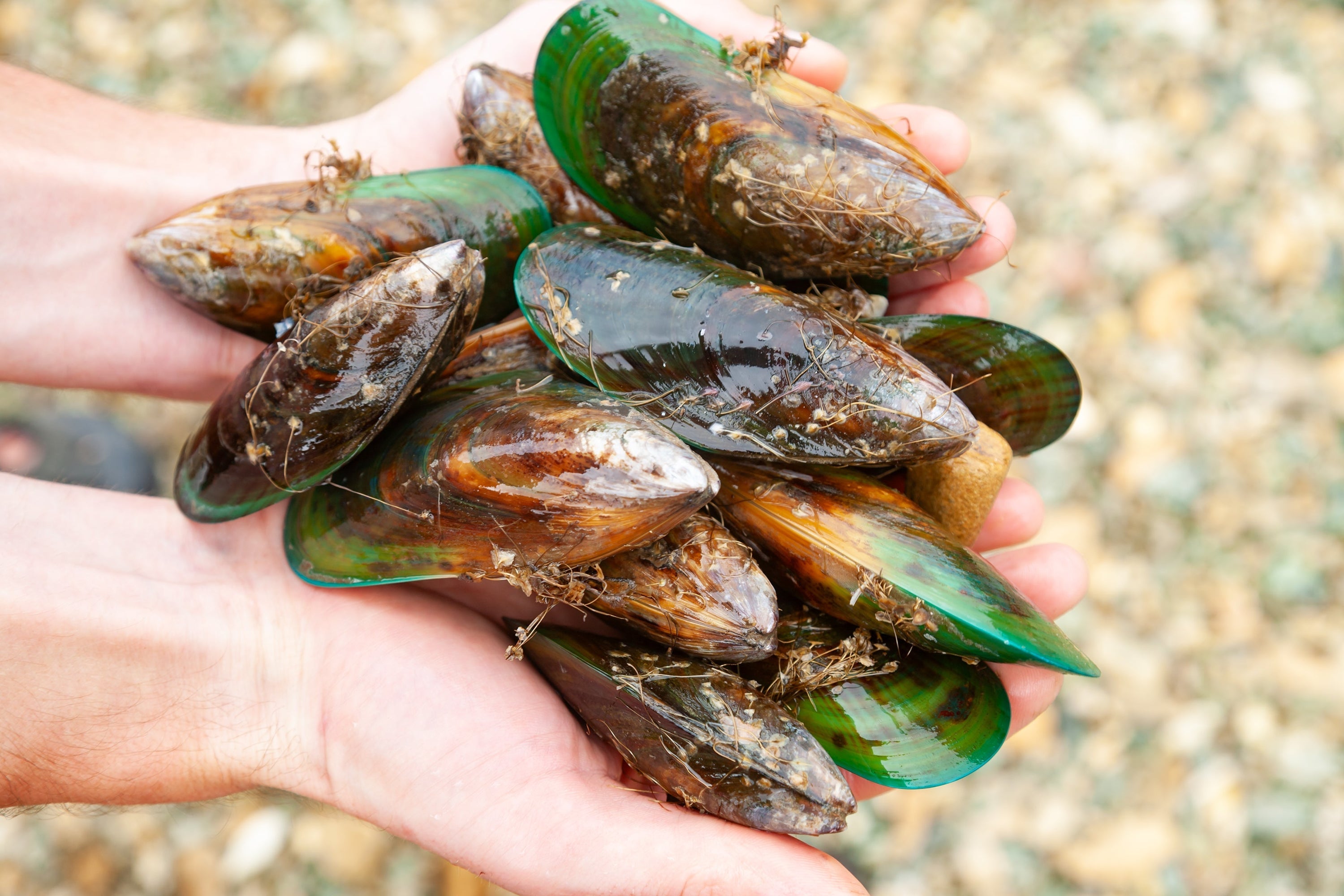 Oronia Green Lipped Mussel: Advanced Joint Support with Natural Anti-Inflammatory Power