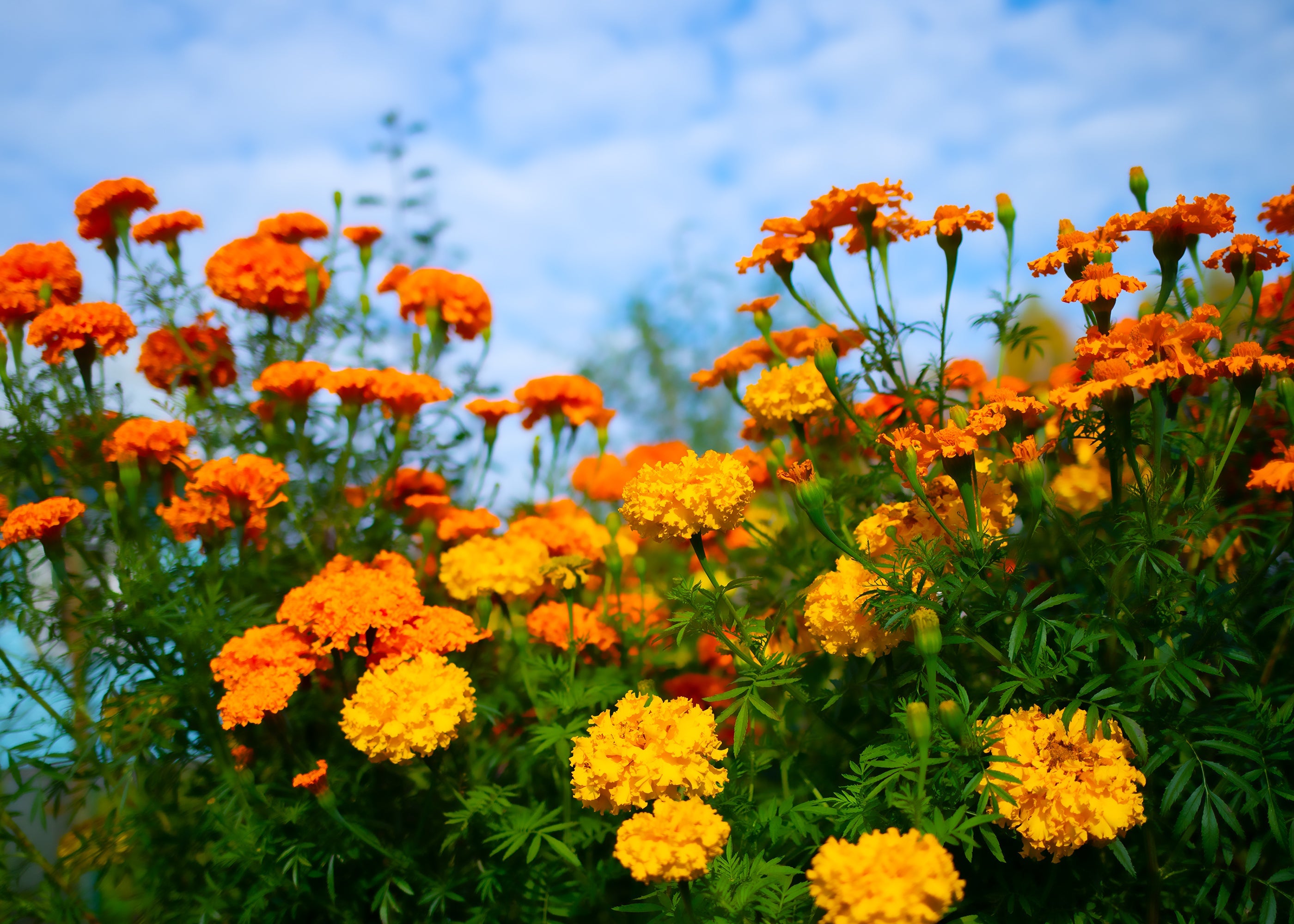 Lutein: The Antioxidant that Protects Your Eyes & Skin